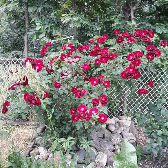 Late live show tonight @ Midnight CST - Picture 11 of 11